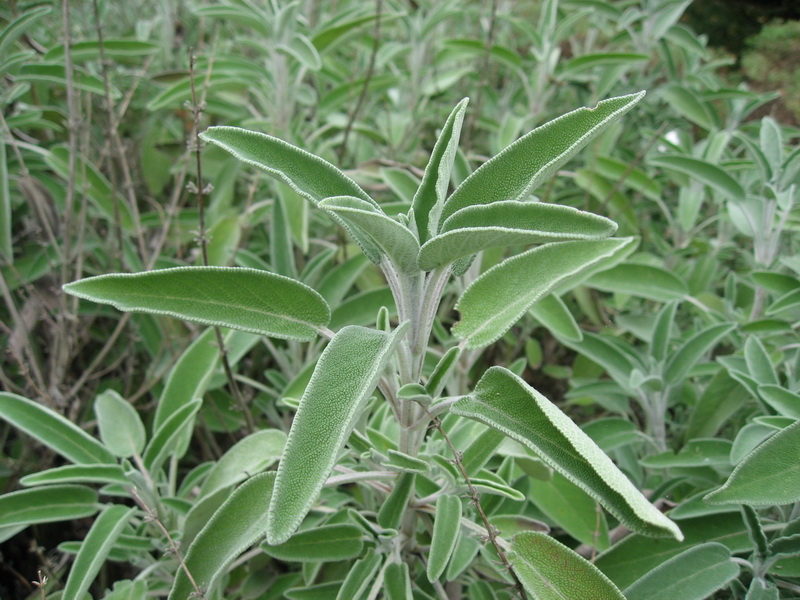 Zsálya (Salvia officinalis)