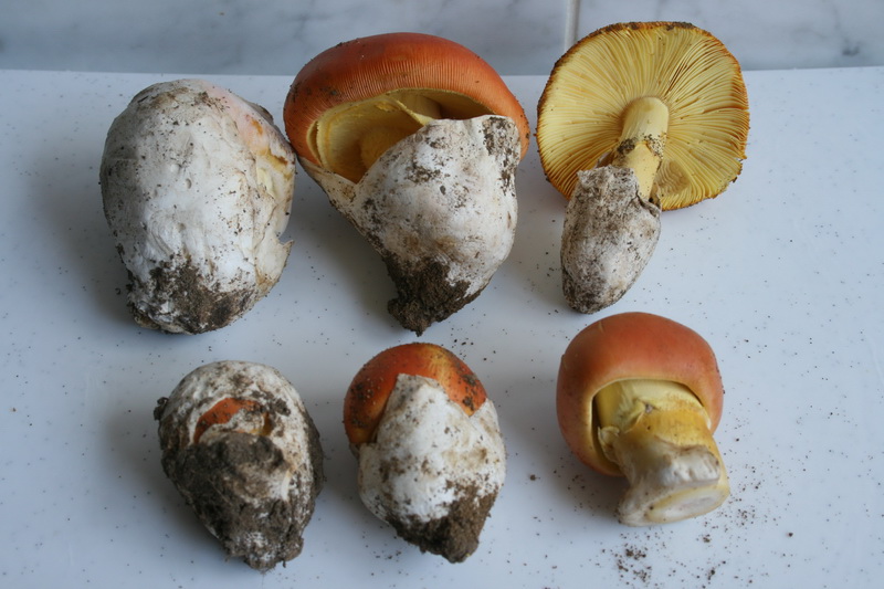 <!--:hu-->Császárgalóca, más néven császárgomba, tojásgomba (Amanita caesarea)<!--:-->