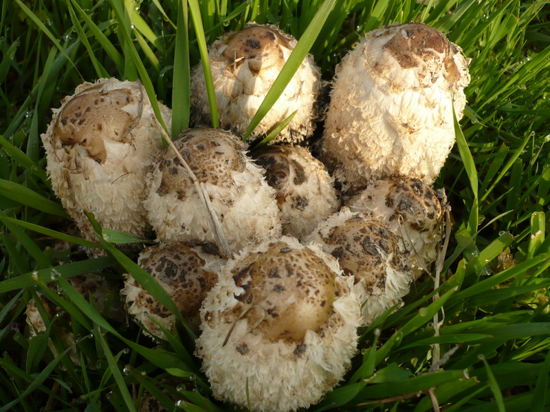 <!--:hu-->Gyapjas tintagomba (Coprinus comatus)<!--:-->