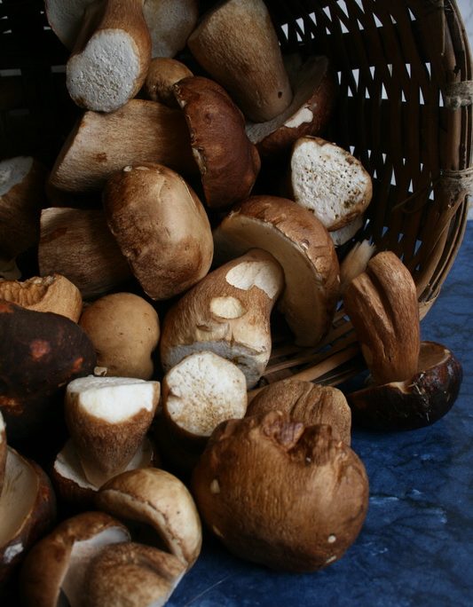 <!--:hu-->Ízletes vargánya, más néven úrigomba (Boletus edulis)<!--:-->