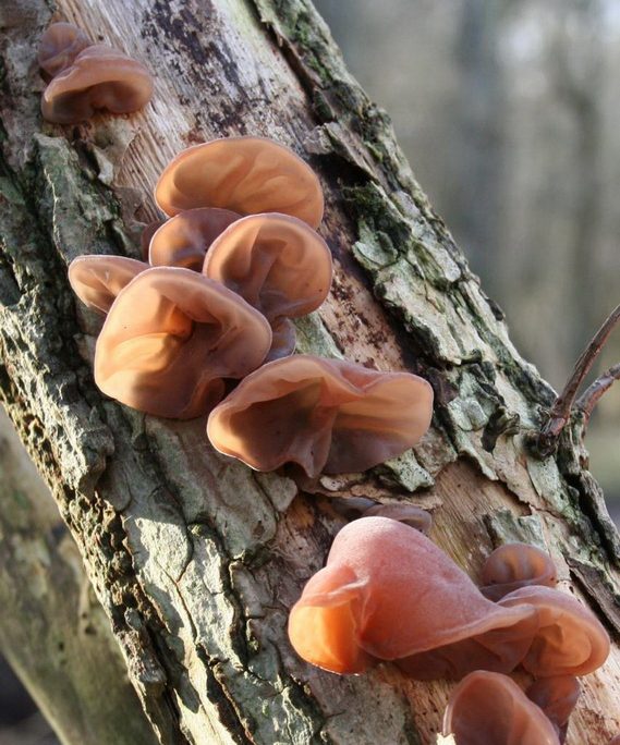 <!--:hu-->Júdásfülgomba (Auricularia auricula-judae)<!--:-->