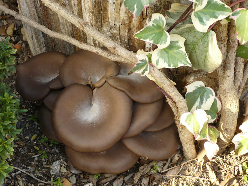 <!--:hu-->Késői laskagomba (Pleurotus ostreatus)<!--:-->