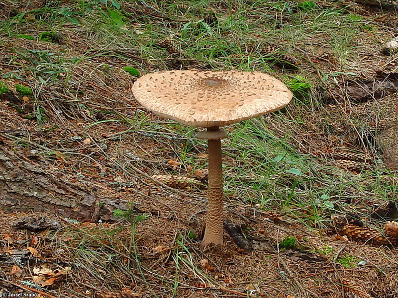 <!--:hu-->Nagy őzlábgomba (Macrolepiota procera)<!--:-->
