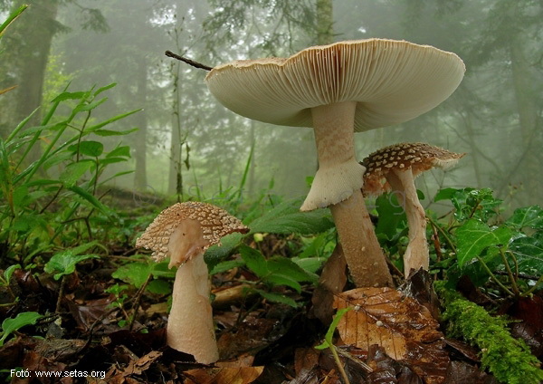 <!--:hu-->Piruló galóca (Amanita rubescens)<!--:-->