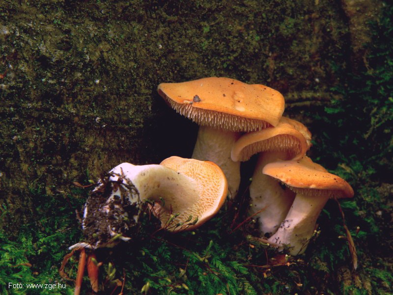 <!--:hu-->Sárga gerebengomba (Hydnum repandum)<!--:-->