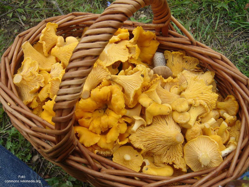 <!--:hu-->Sárga rókagomba, más néven csirkegomba, nyúlica (Cantharellus cibarius)<!--:-->