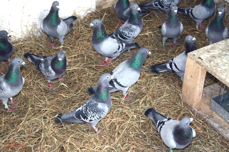 <!--:hu--> A szirtektől a galambbúgos nagykapuig<!--:-->