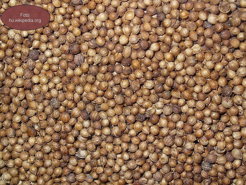 <!--:hu--> Koriander (Coriandrum sativum)<!--:-->