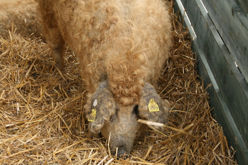 <!--:hu-->Mangalica<!--:-->