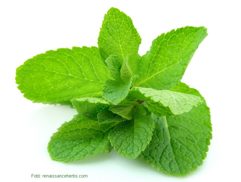 <!--:hu-->Menta (Mentha) <!--:-->