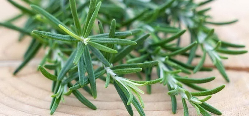 <!--:hu--> Rozmaring (Rosmarinus officinalis)<!--:-->