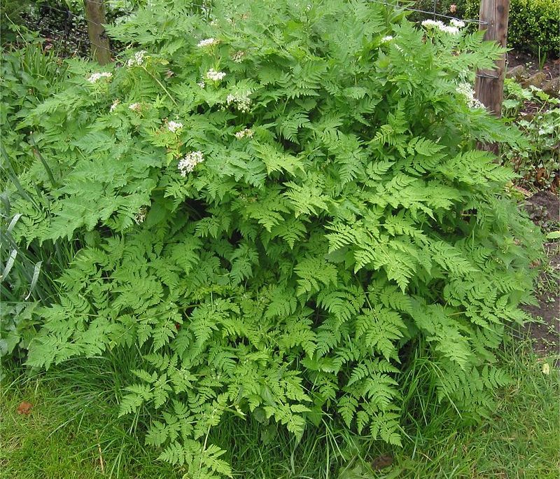 <!--:hu--> Turbolya (Anthriscus cerefolium)<!--:-->