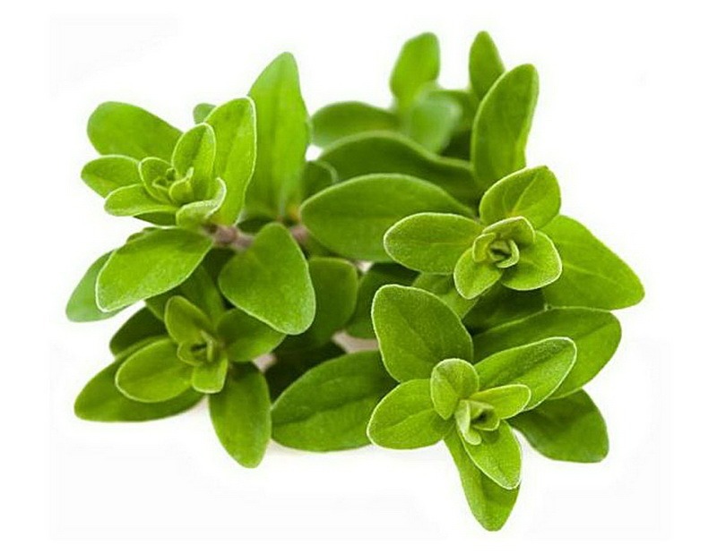 <!--:hu-->Majoránna (Origanum majorana) <!--:-->