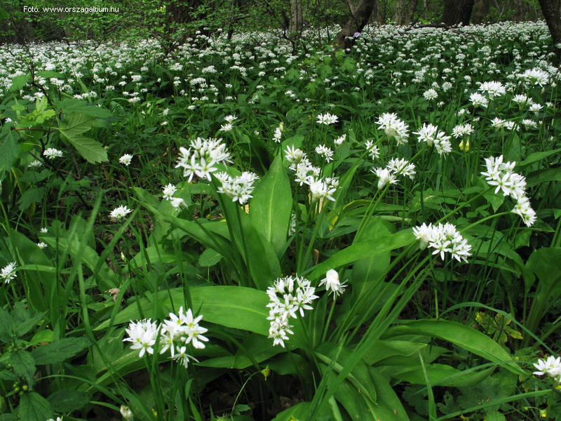 <!--:hu-->Medvehagyma, egészségére!<!--:-->