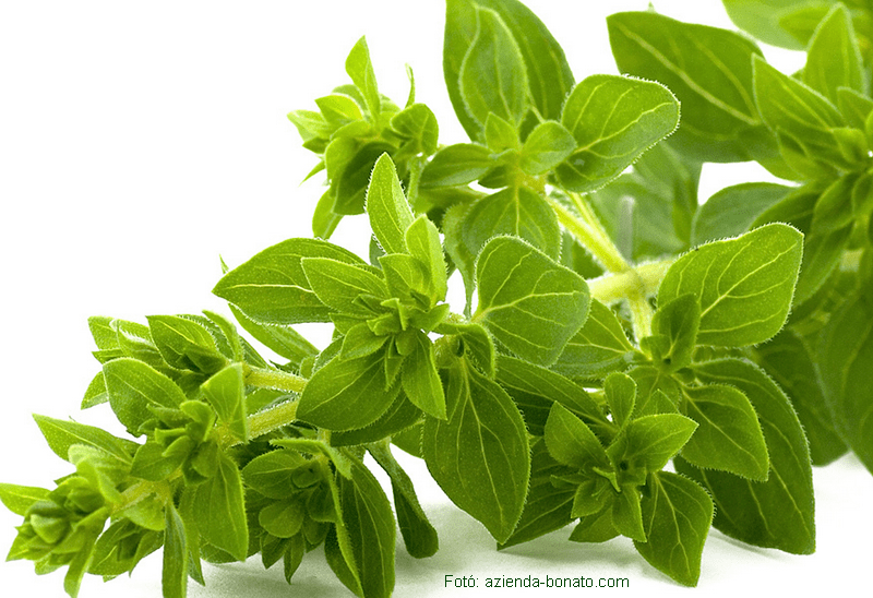 <!--:hu--> Origano, oregánó, vadmajoránna, szurokfű (Origanum vulgare)<!--:-->