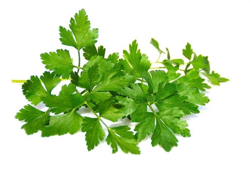 <!--:hu-->Petrezselyem (Petroselinum crispum) <!--:-->
