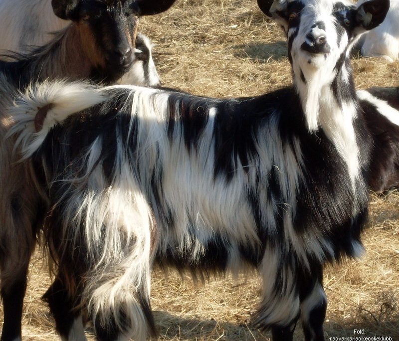 <!--:hu-->Tincses kecske<!--:-->